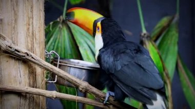 Güzel Toco yeme Toucan