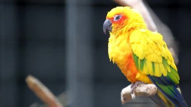 Şirin güneş Conure papağan kuş
