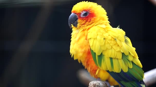 Pássaro de papagaio bonito Sun Conure — Vídeo de Stock