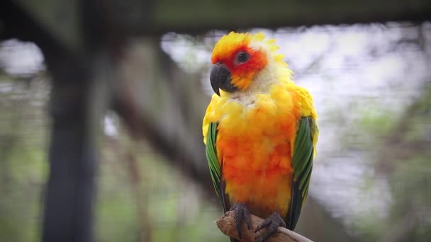 Zon papegaaiachtigen parrot — Stockvideo