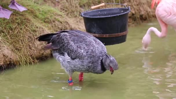 Südlicher Schrei (chauna torquata)) — Stockvideo