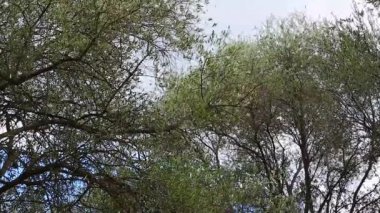 Zeytin ağacı dalları Rüzgar tarafından birlikte