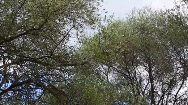 Branches d'oliviers déchirées par le vent 