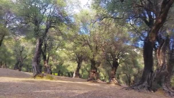 Landscape with Olive Trees — Stock Video