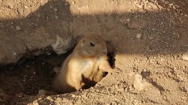 Prairie Dog Alerta adulto na entrada Burrow — Vídeo de Stock