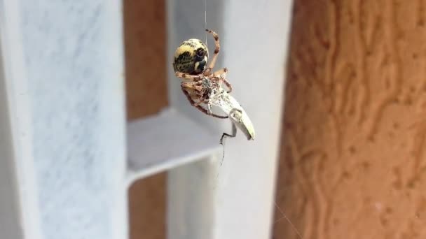 Aranha embrulhando sua presa — Vídeo de Stock