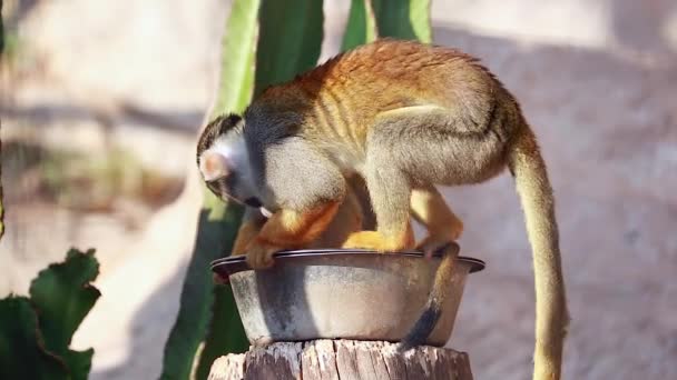 Monos ardilla comiendo — Vídeo de stock