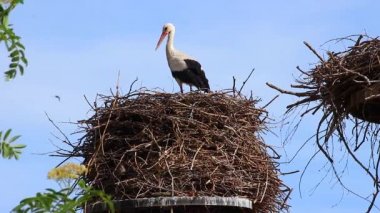 Yuvadaki beyaz leylek