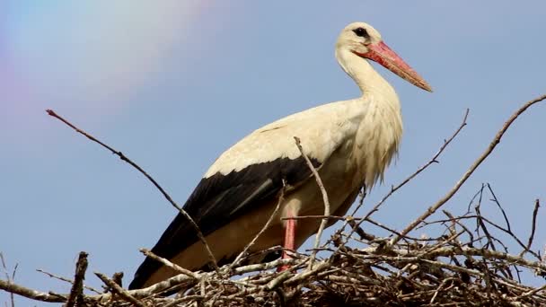 Avslutning av hvit stork i redet – stockvideo