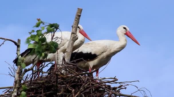 Un par de cigüeñas blancas en el nido — Vídeos de Stock