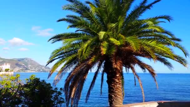 Palmera con mar Mediterráneo en el fondo — Vídeos de Stock