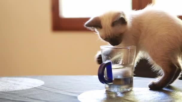 Cute Little Siamese Kitten Drinking Water — Stockvideo