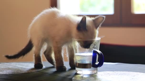 Niedliches kleines siamesisches Kätzchen trinkt Wasser — Stockvideo