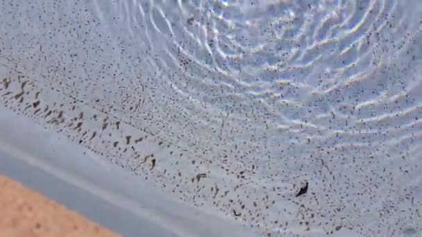 Agua sucia en la piscina — Vídeos de Stock