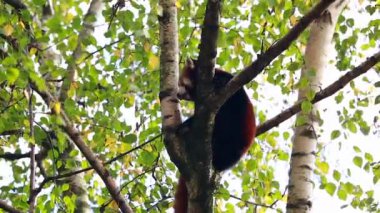 Çok güzel kırmızı Panda a Şube ağaç