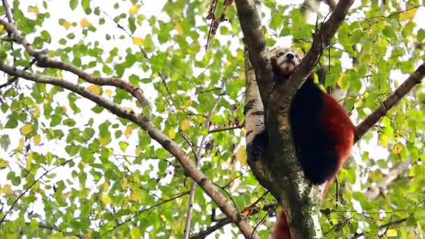 Panda rojo en una rama de árbol — Vídeos de Stock