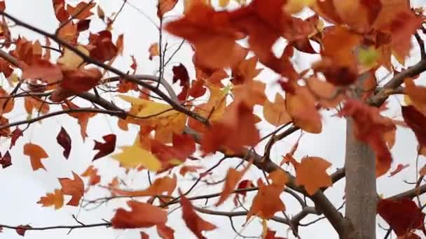 Red Autumn Leaves Swaying In The Wind — Stock Video