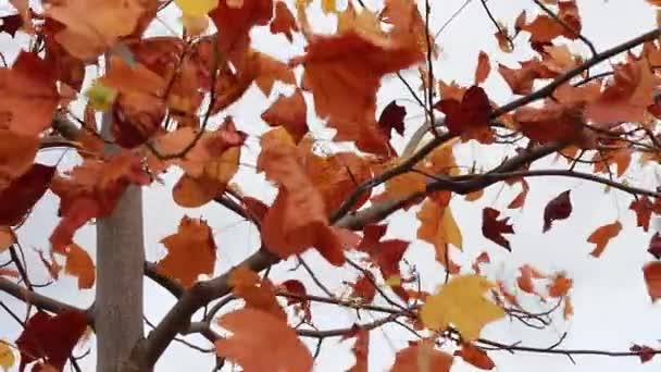 Folhas de outono vermelho balançando no vento — Vídeo de Stock