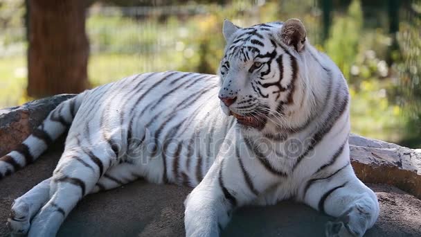 White Tiger Lying Down On Ground — Stock Video