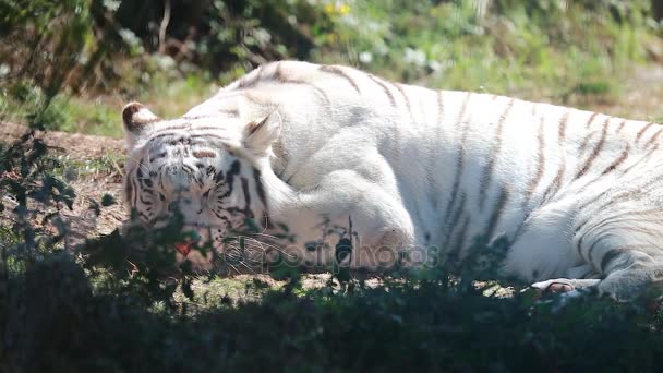 Tigre bianca che dorme — Video Stock