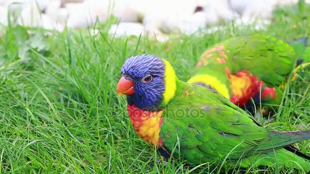 Loriquet arc-en-ciel mangeant de l'herbe — Video