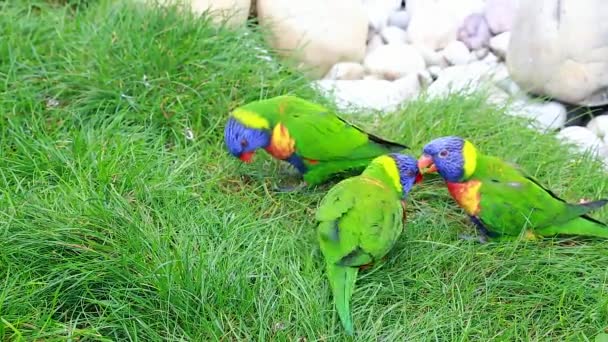 Tre arcobaleno Lorikeet mangiare erba — Video Stock