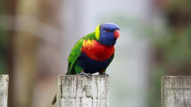 Loriquet arc-en-ciel Perché sur un poteau en bois — Video