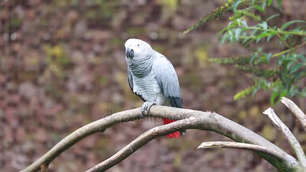 Afrikansk grå papegoja Uppflugen på en trädgren — Stockvideo