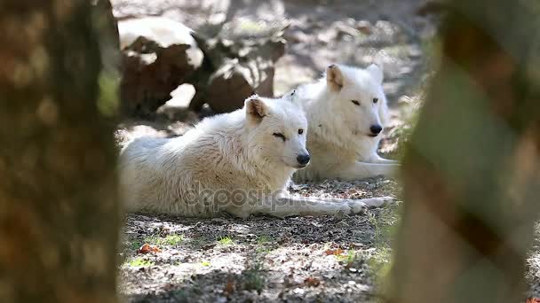 White Arctic Wolf Couple Closeup