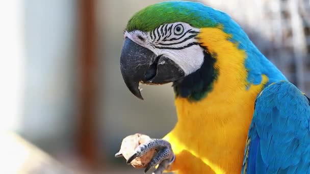 Blue and Gold Macaw Cracking Walnut — Stock Video