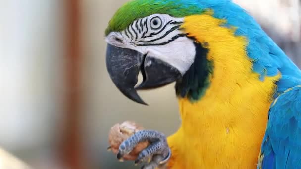 Blue and Yellow Macaw Cracking Walnut — Stock Video