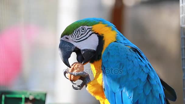 Blue and Yellow Macaw Eating Walnut — Stock Video