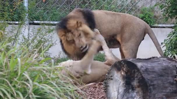 Pareja de Leones — Vídeo de stock