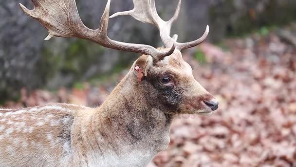 Male Fallow Deer — Stock Video