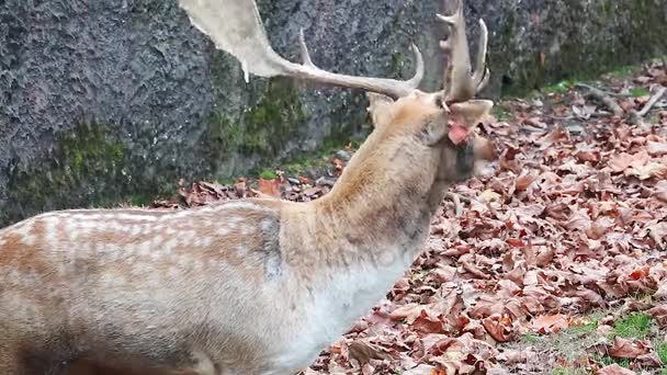 Appel au cerf de jachère européen 