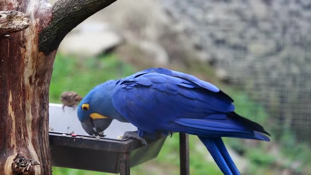 Hyacinth Macaw mangia semi — Video Stock