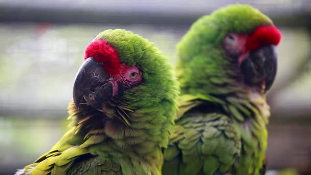 Närbild av ett par militära Macaw — Stockvideo