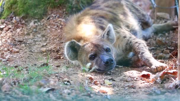 Hiena acostada en el suelo — Vídeo de stock