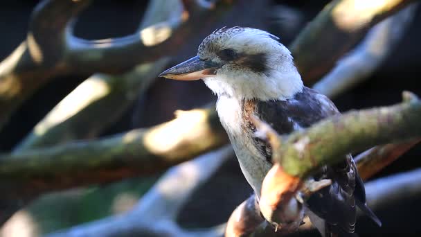 Skrattande Kookaburra nära upp porträtt — Stockvideo