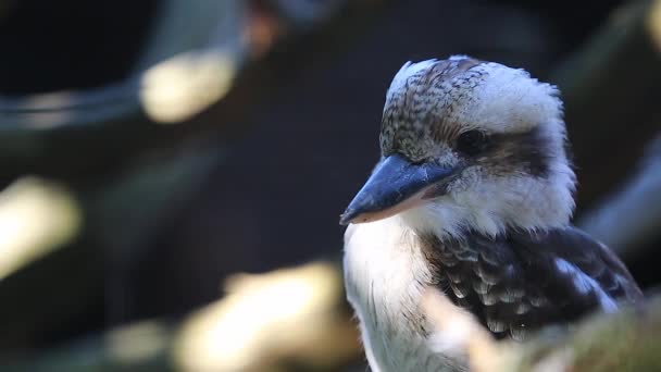 Skrattande Kookaburra porträtt Side Se — Stockvideo