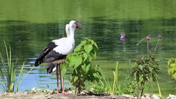 Fehér gólya-pár — Stock videók