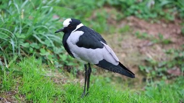 Güzel demirci kız kuşu