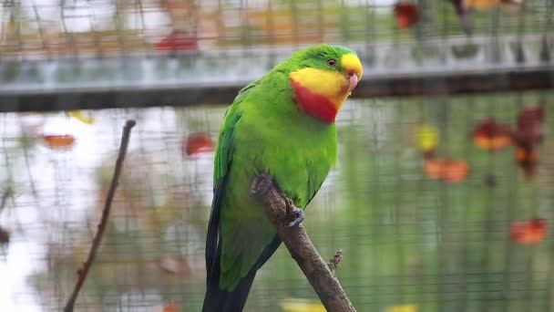 Superb Parrot - Polytelis Swainsonii — Stock Video