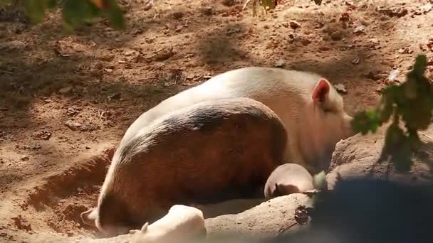 Familia de cerdos — Vídeo de stock