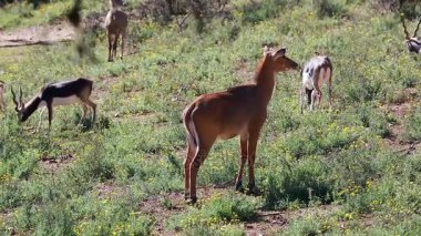 Kadın Blackbuck (antilop Cervicapra)
