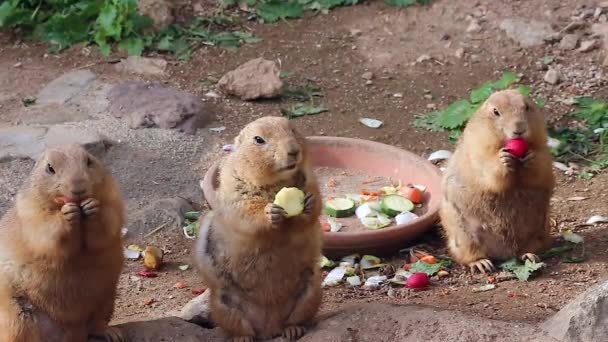 Prairie honden eten van groenten — Stockvideo