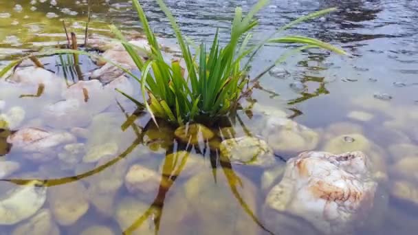 Plant in het water — Stockvideo