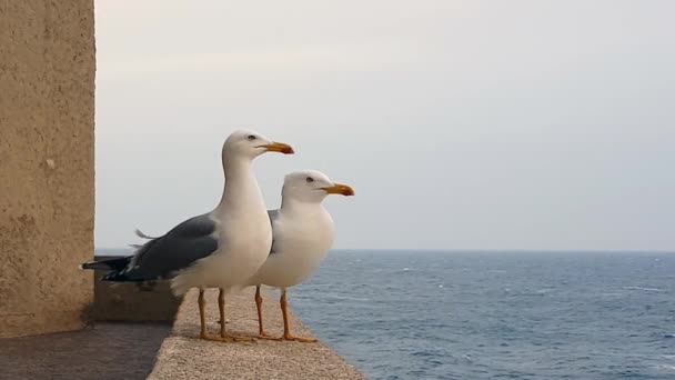 海傍墙上的两个海鸥 — 图库视频影像