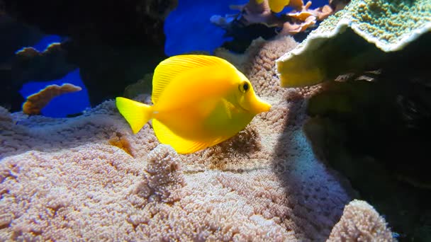 Amarelo Tang Zebrasoma Flavescens — Vídeo de Stock