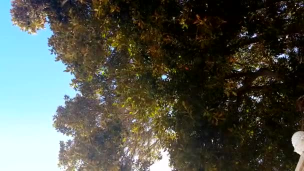 Gałęzie drzewa magnolii A jest kołysząc się w wiatr — Wideo stockowe